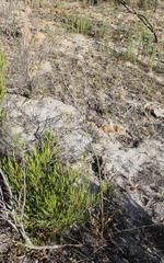Lichtensteinia latifolia