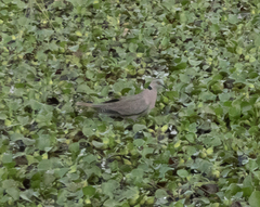Streptopelia decipiens
