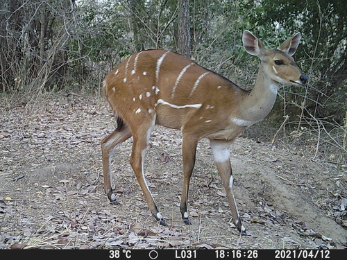Northern Bushbuck