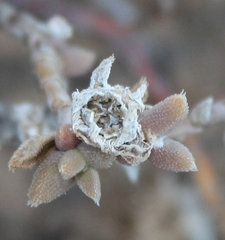 Trichodiadema attonsum