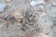 Trichodiadema attonsum