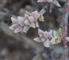 Trichodiadema attonsum