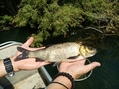 Scardinius acarnanicus