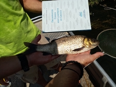Scardinius acarnanicus