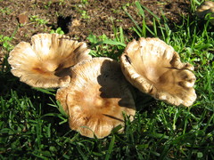 Russula sororia