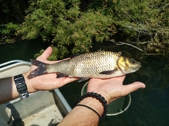 Scardinius acarnanicus