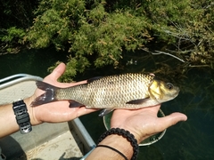 Scardinius acarnanicus