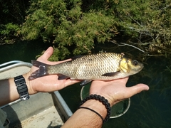 Scardinius acarnanicus