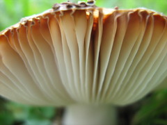 Russula sororia