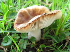 Russula sororia