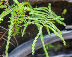 Gleichenia polypodioides