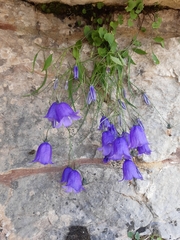 Campanula carnica