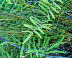 Gleichenia polypodioides