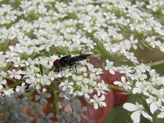 Chrysogaster solstitialis