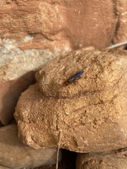 Hemipepsis tamisieri