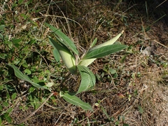 Asclepias ovalifolia