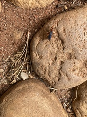 Hemipepsis tamisieri