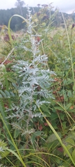 Artemisia messerschmidtiana