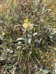 Helichrysum arenarium
