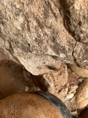 Hemipepsis tamisieri