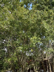 Stolonica socialis