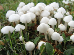 Termitomyces microcarpus