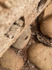 Hemipepsis tamisieri