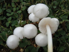 Termitomyces microcarpus