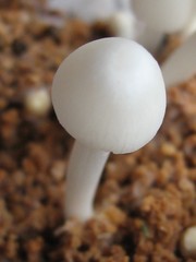 Termitomyces microcarpus