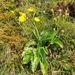 Azorean Hawkbit - Photo (c) Pedro Beja, some rights reserved (CC BY-NC), uploaded by Pedro Beja