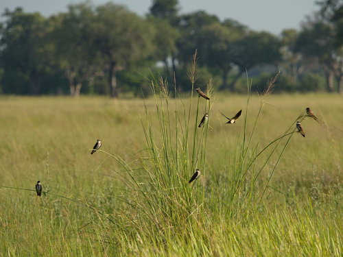 Avión Cinchado (Neophedina cincta)
