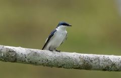 Tachycineta albiventer