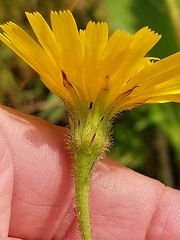 Leontodon filii