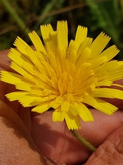 Leontodon filii