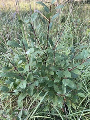 Salix pyrifolia