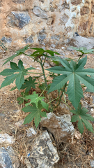 Ricinus communis