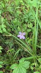 Geranium nodosum