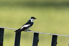 Tachycineta albiventer