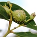 Golden Wattle Gall Wasp - Photo (c) Tony Rebelo, some rights reserved (CC BY-SA), uploaded by Tony Rebelo