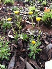 Helichrysum chionosphaerum