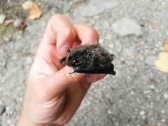 Myotis mystacinus