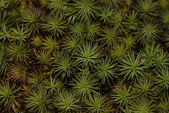 Dawsonia