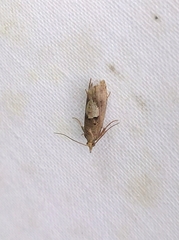 Epinotia brunnichana