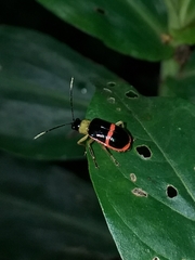Paratriarius adonis