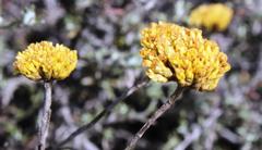 Helichrysum dasycephalum