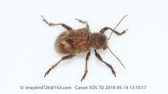 Trichochrysea