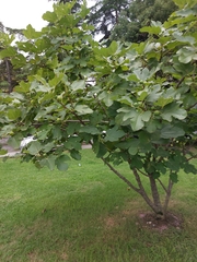 Ficus carica