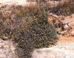 Helichrysum dasycephalum