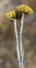 Helichrysum dasycephalum