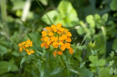 Erysimum × marshallii
